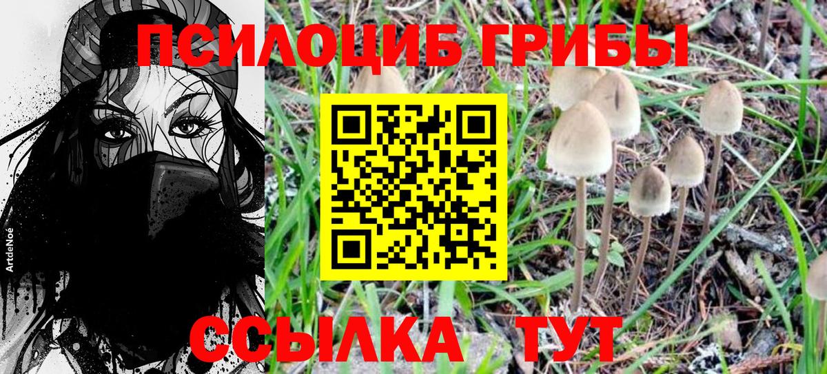 магазин    Вход с VPN  Реж  Псилоцибиновые грибы Magic Shrooms  Псилоцибиновые грибы Psilocybine cubensis 